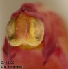 Bulbophyllum wendlandianum  (11)